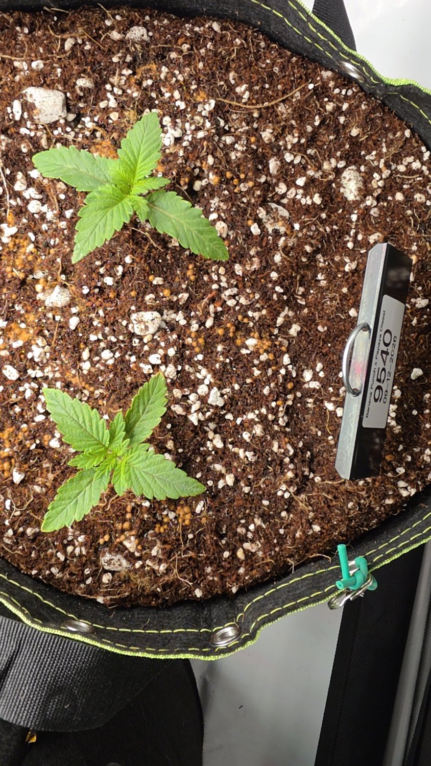 Banana Punch x Papaya Diesel plant photo