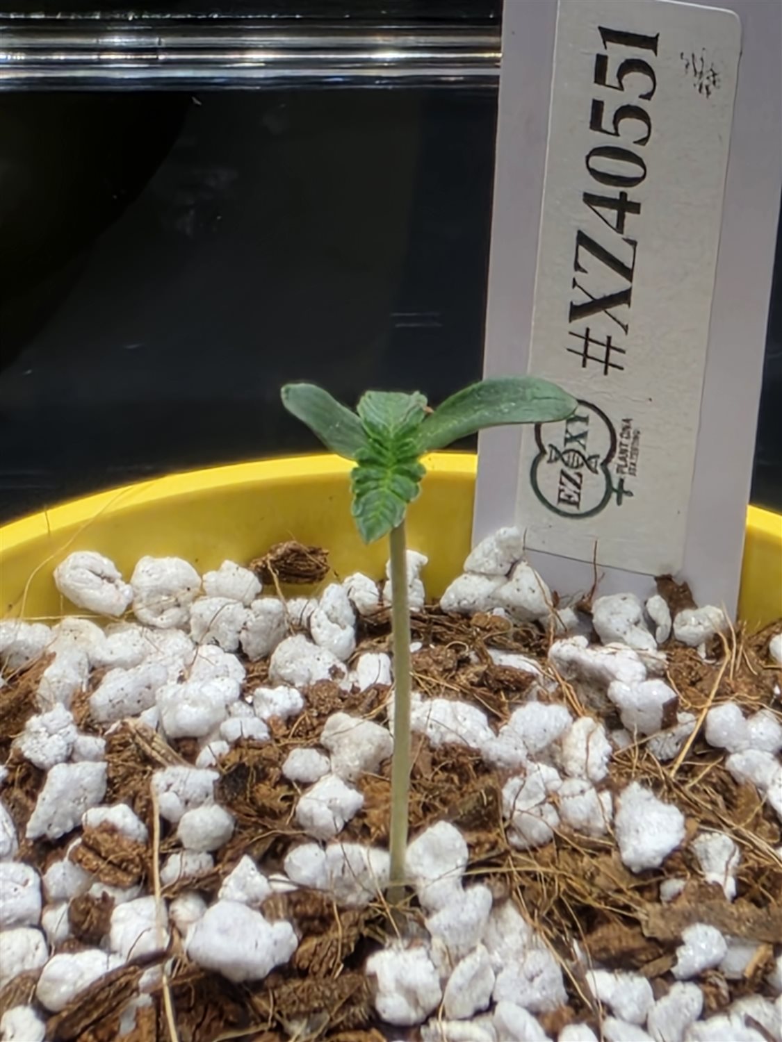 Guava Root GMO plant photo