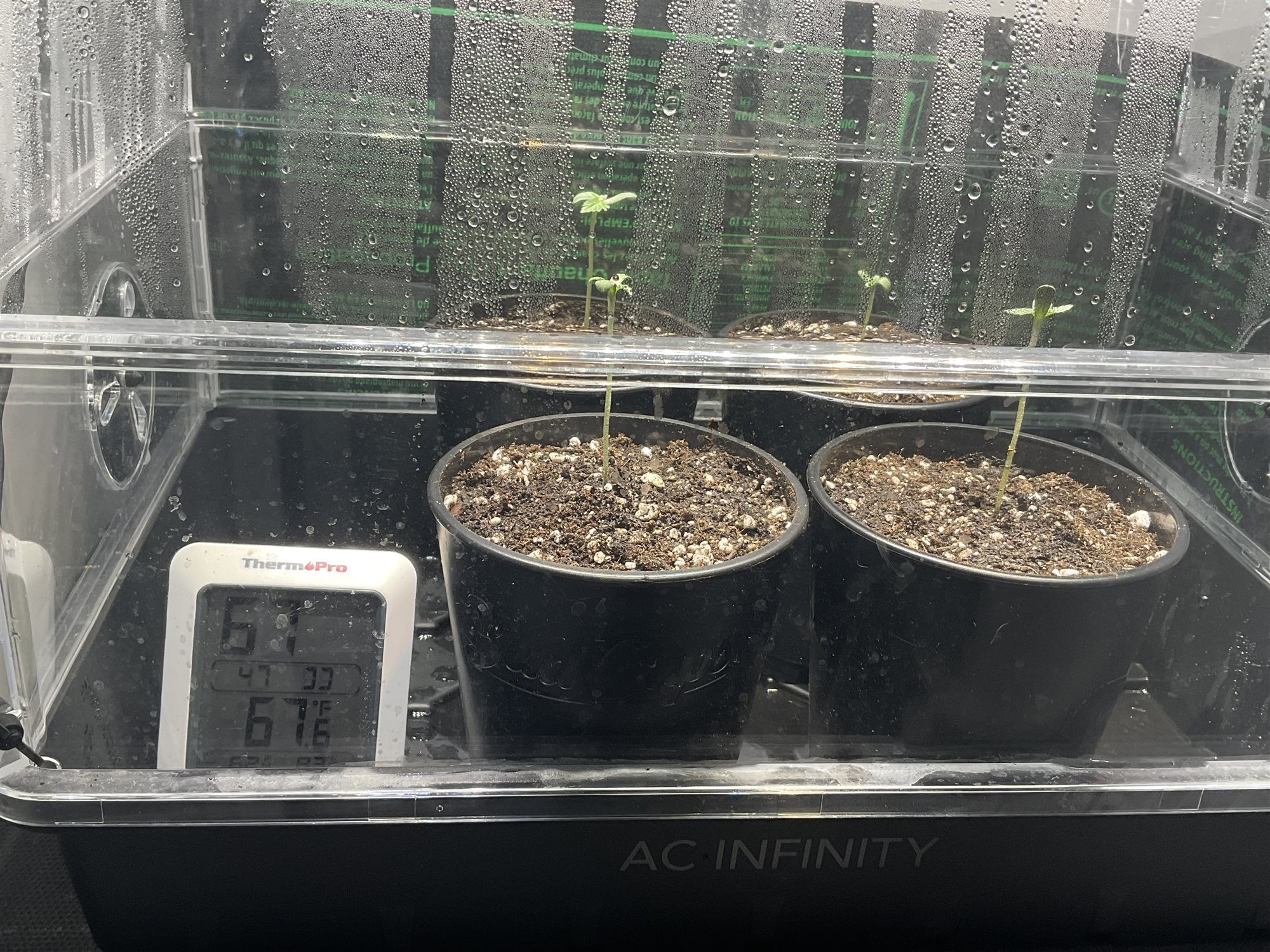 Blue Dream plant photo