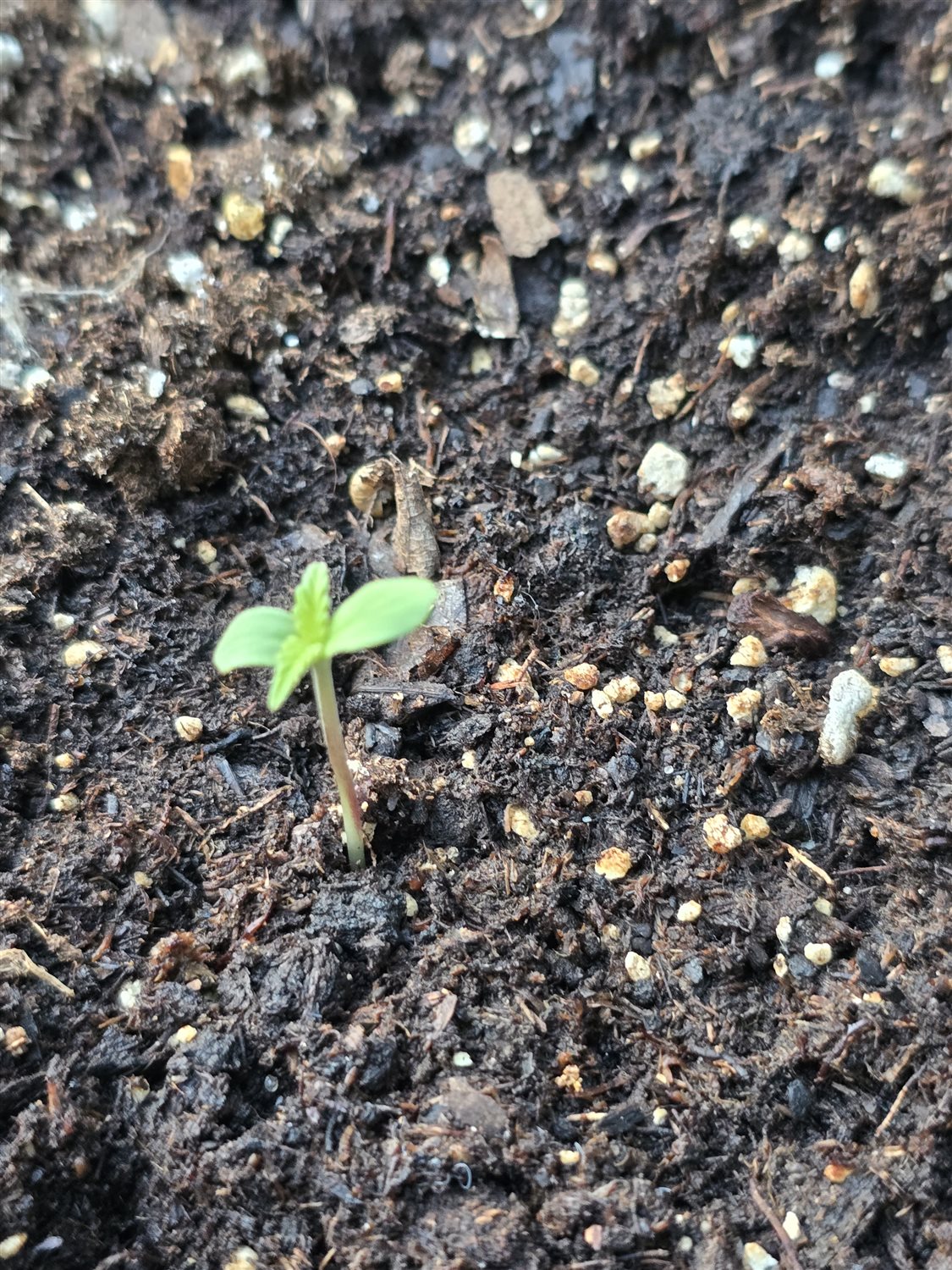Gorilla Cookies plant photo