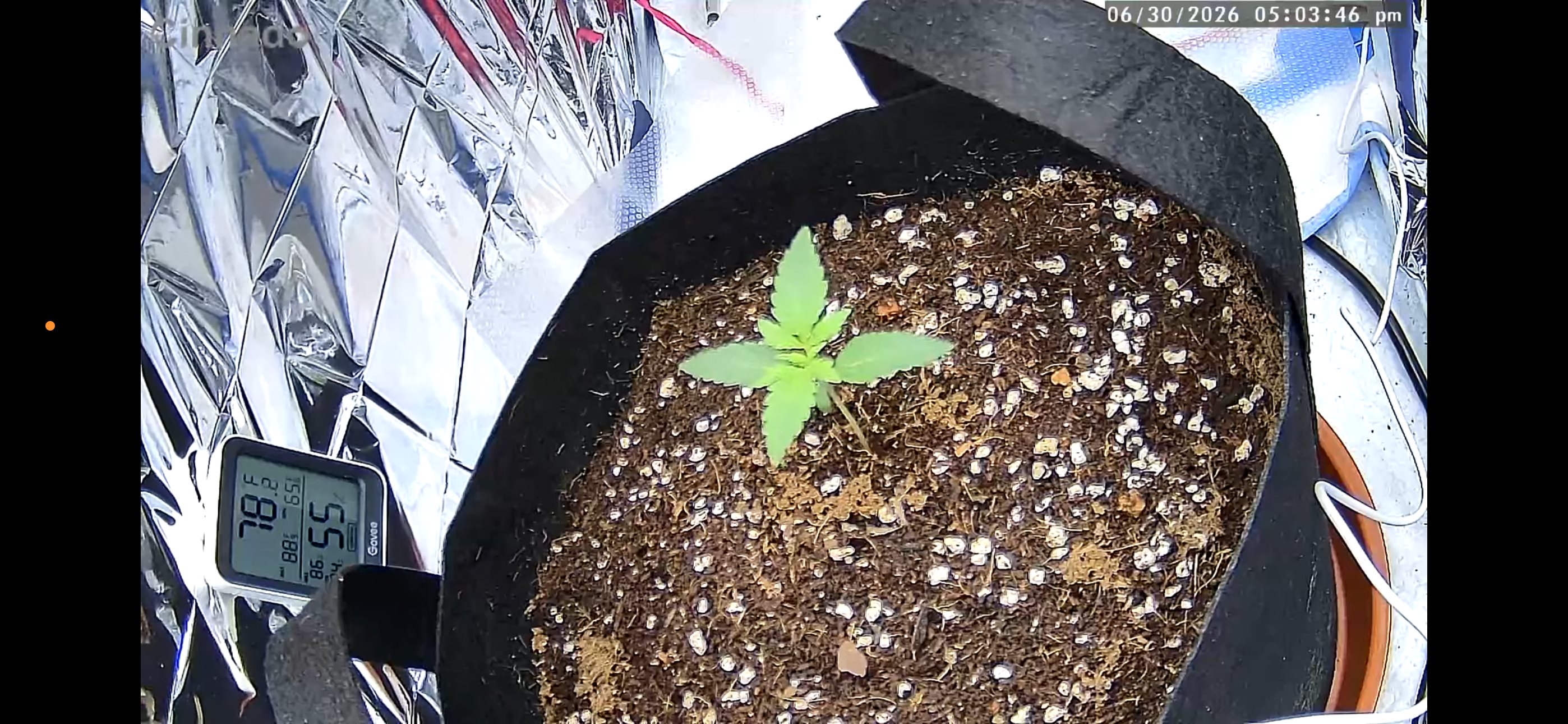 Permanent marker plant image