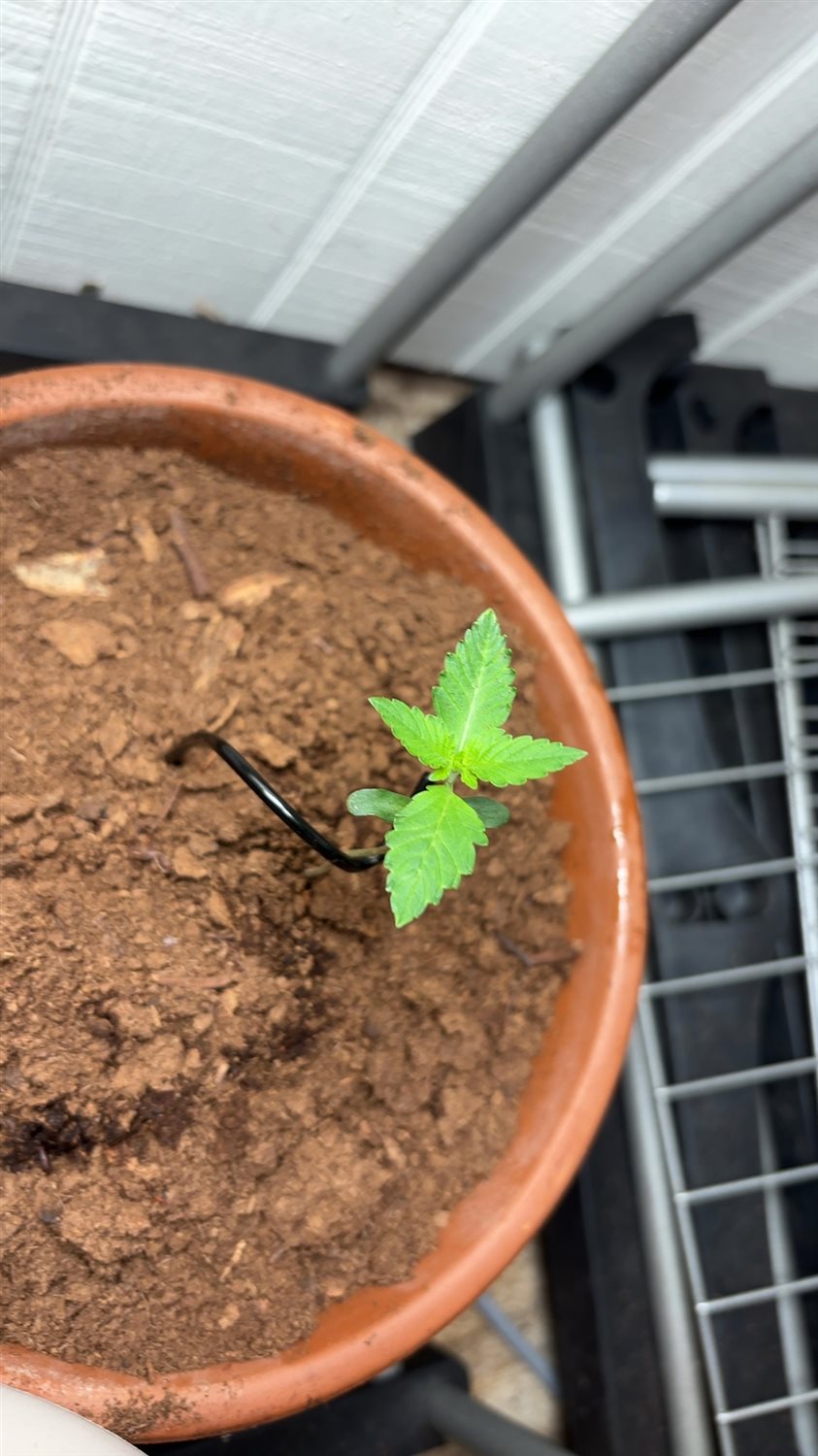 Unknown  plant photo