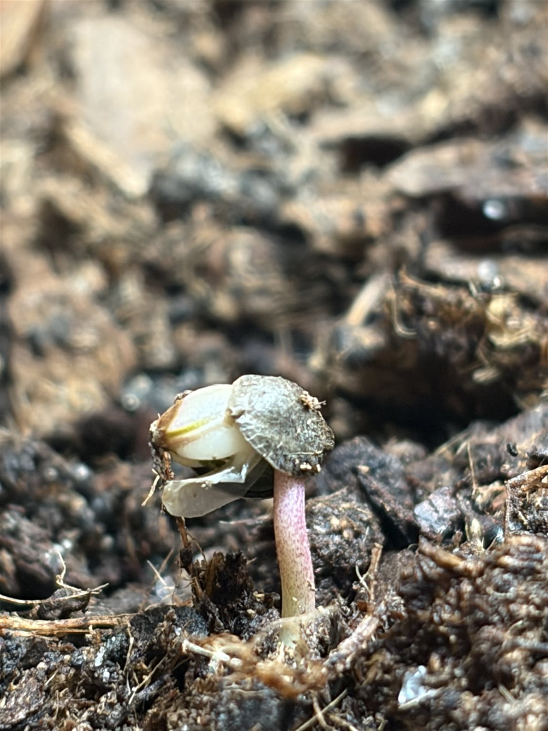 Unknown  plant photo