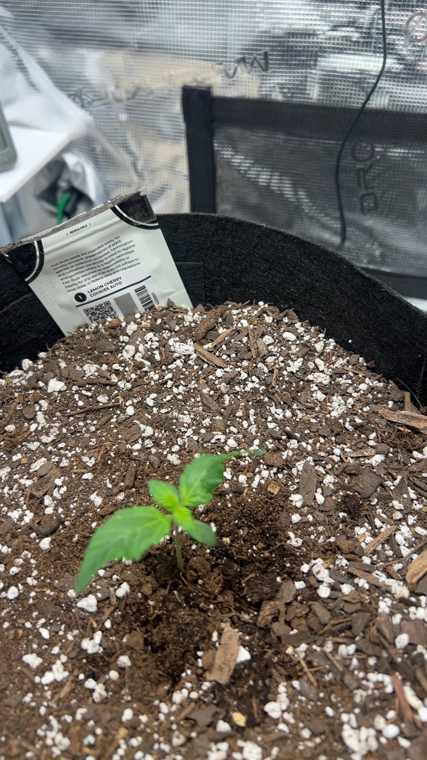 Lemon cherry cookie  plant photo