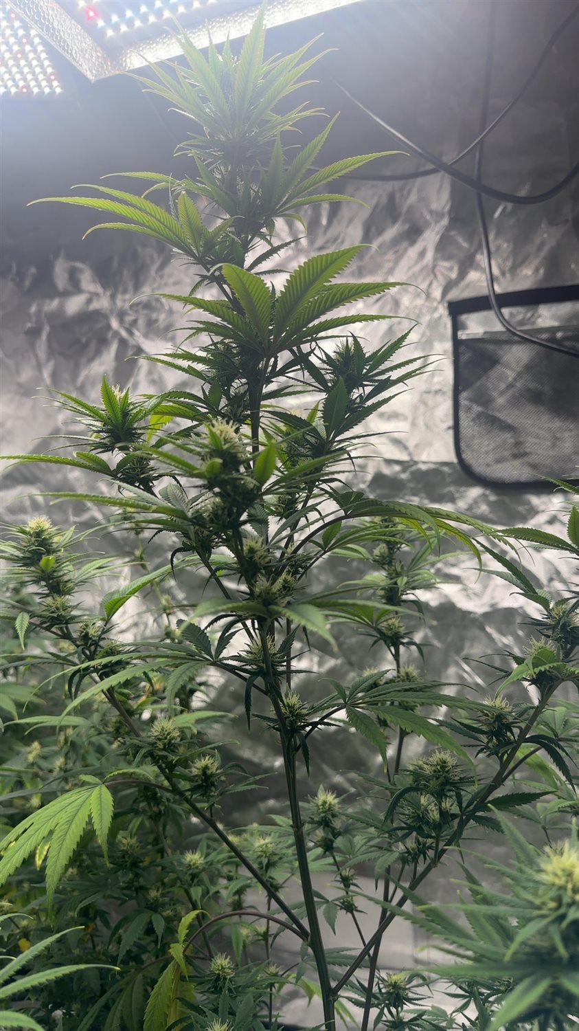 Nite nite  plant photo