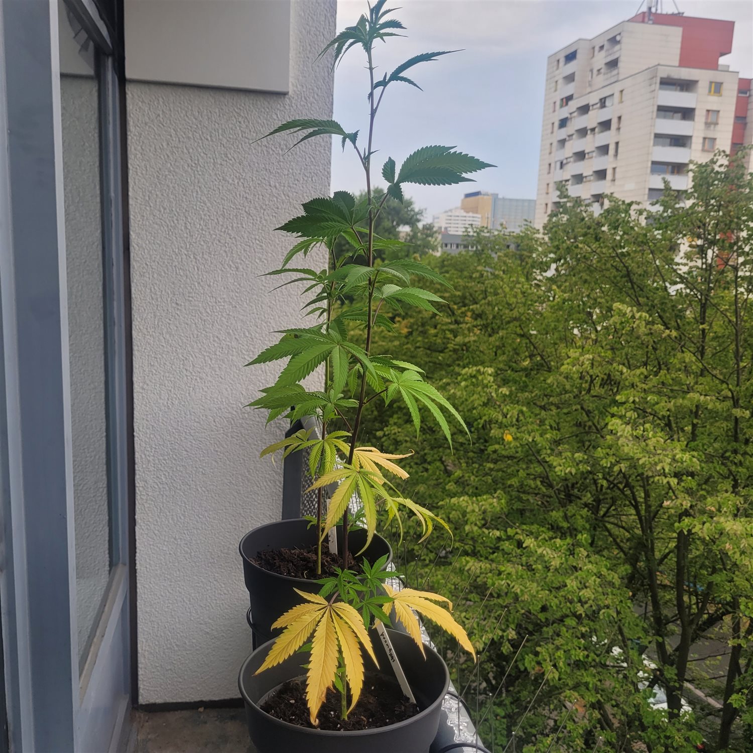Hollywood OG plant photo