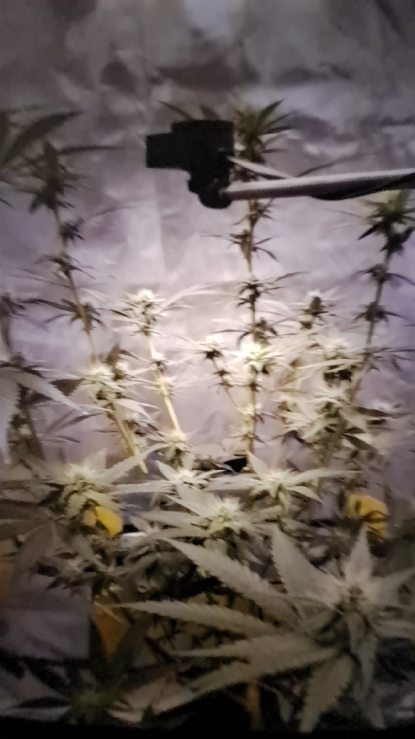 Wedding Cake plant photo