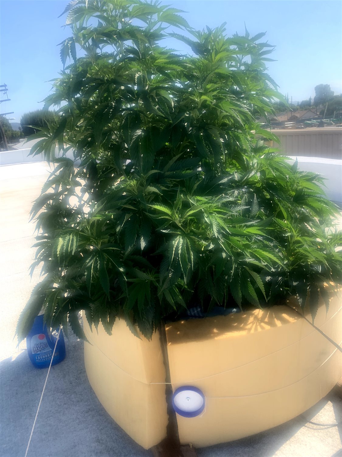 GMO plant photo