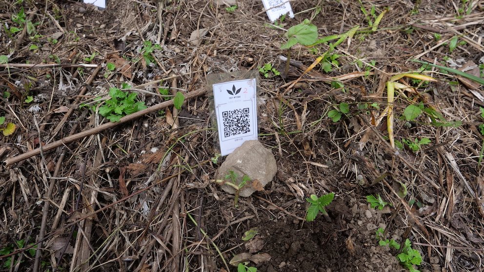 Featured Plant Image