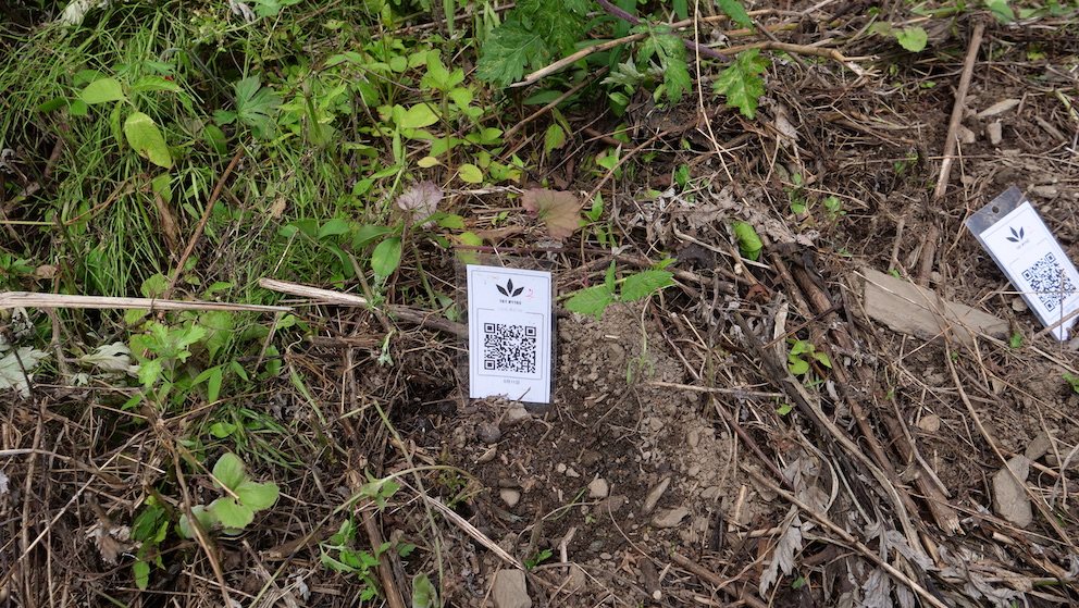 Featured Plant Image