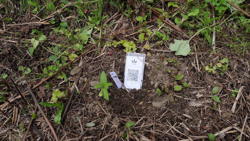 Featured Plant Image