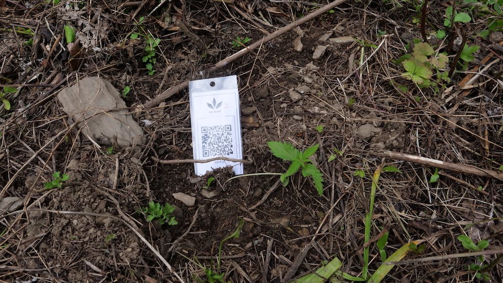 Featured Plant Image