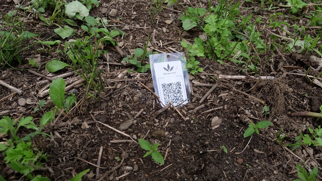 Featured Plant Image