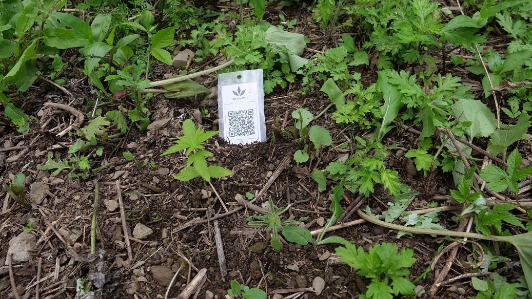 Featured Plant Image