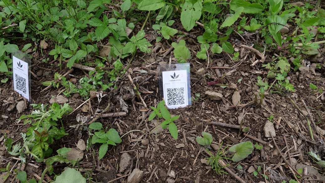 Featured Plant Image