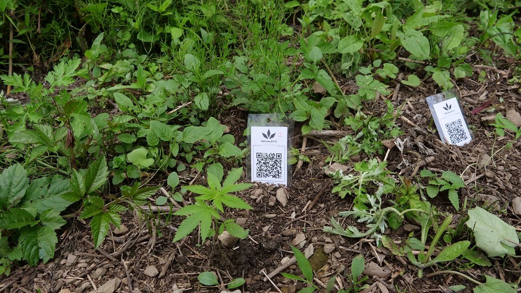 Featured Plant Image