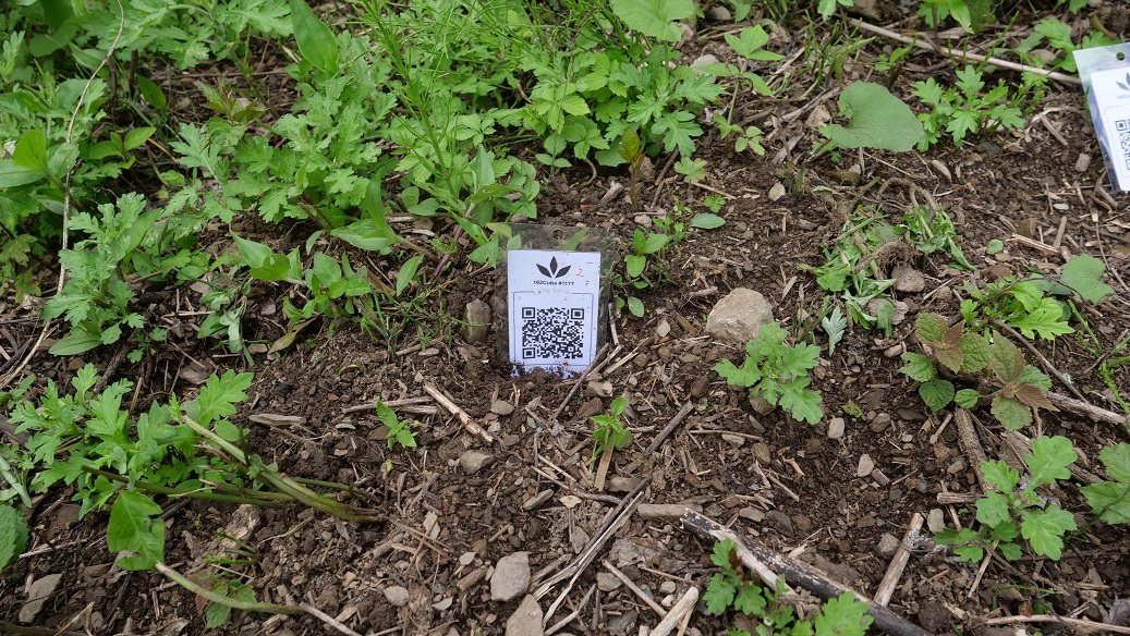 Featured Plant Image