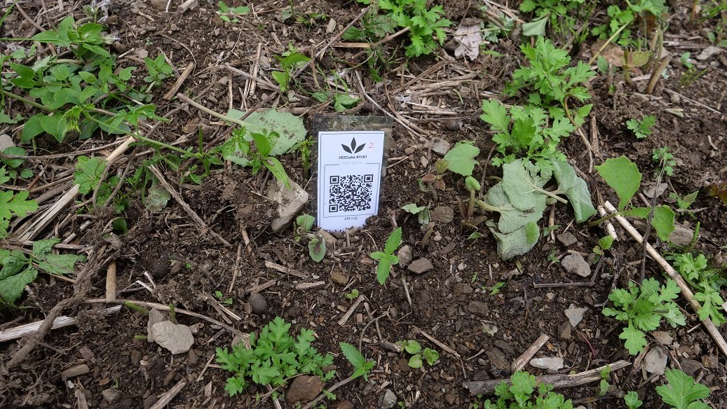 Featured Plant Image