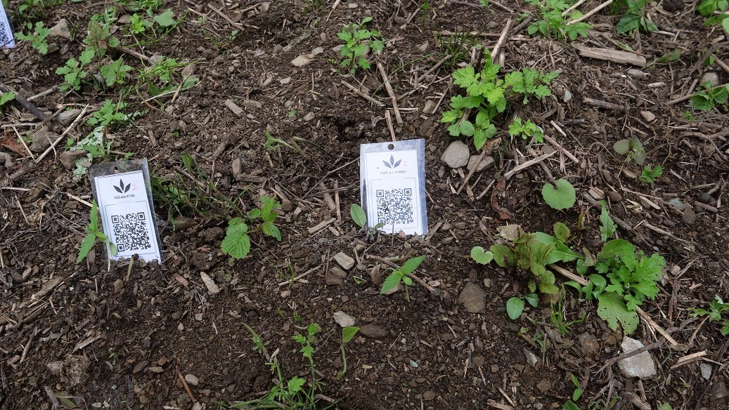 Featured Plant Image