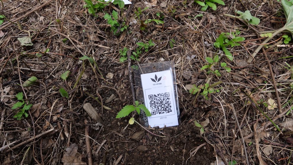 Featured Plant Image