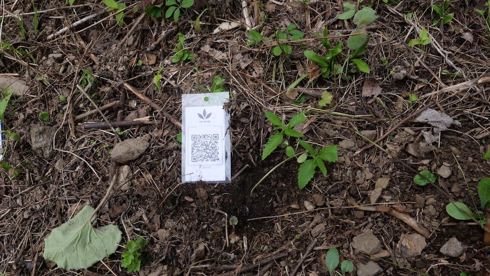 Featured Plant Image