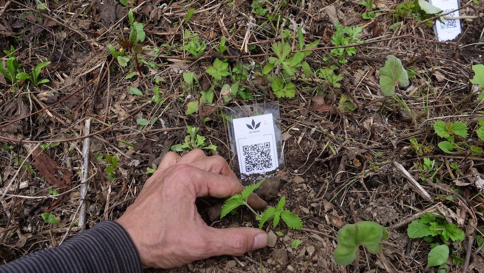 Featured Plant Image