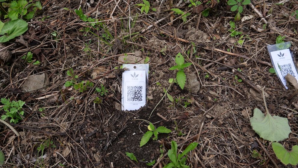 Featured Plant Image