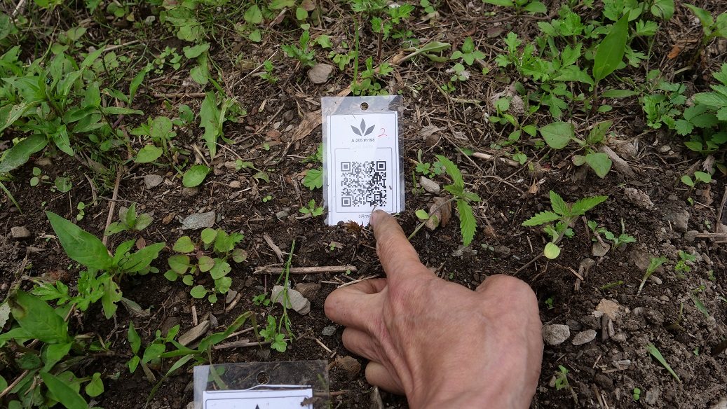 Featured Plant Image