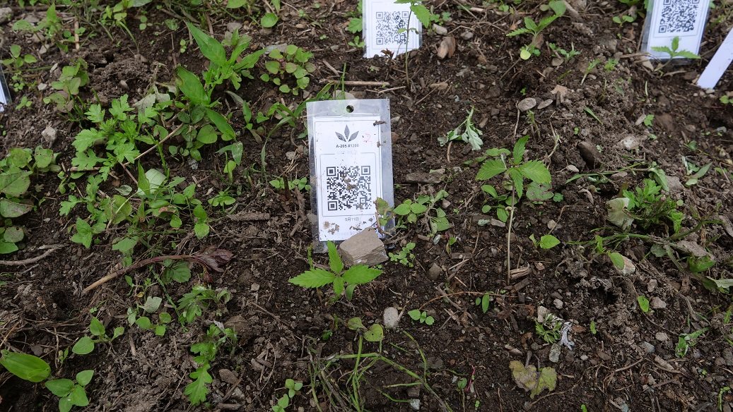 Featured Plant Image