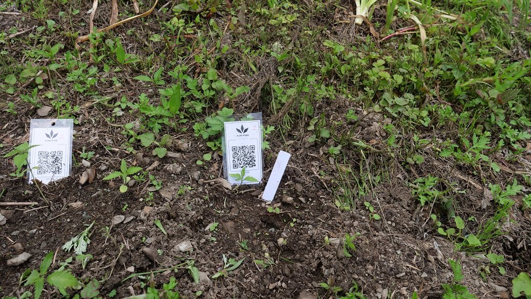 Featured Plant Image