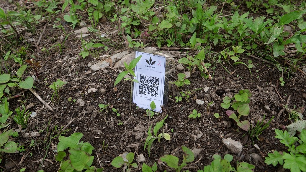 Featured Plant Image