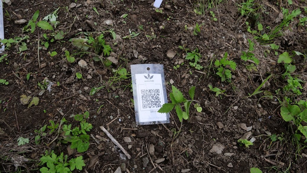 Featured Plant Image