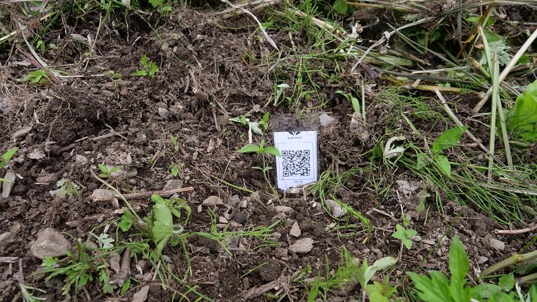 Featured Plant Image