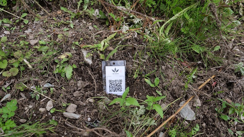 Featured Plant Image