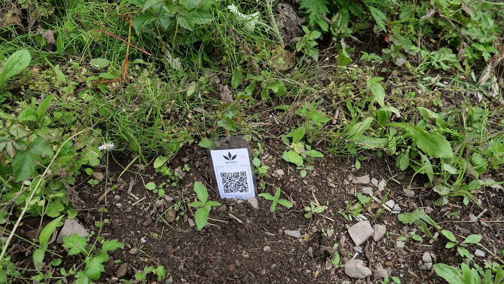 Featured Plant Image