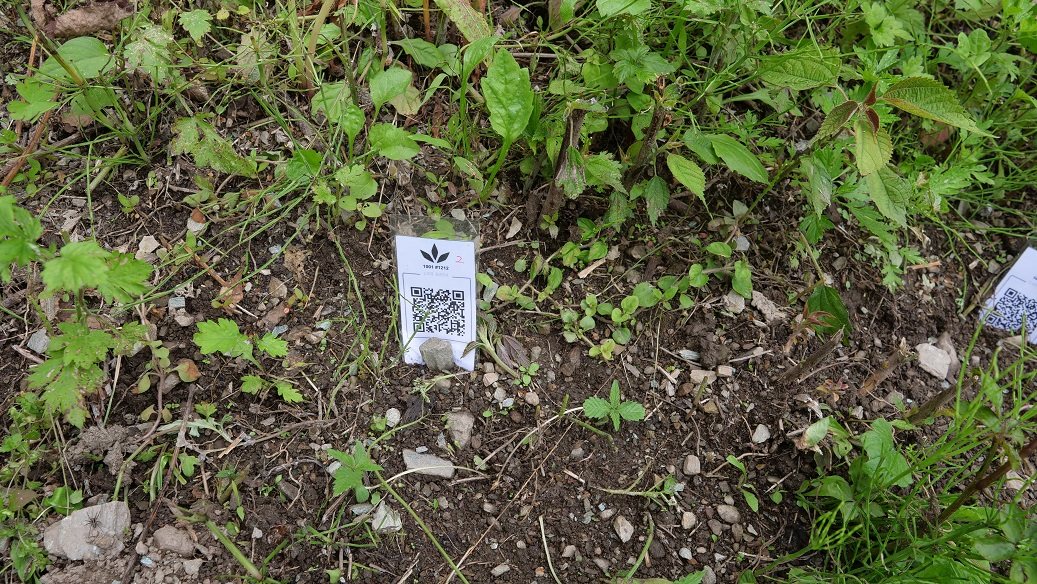 Featured Plant Image