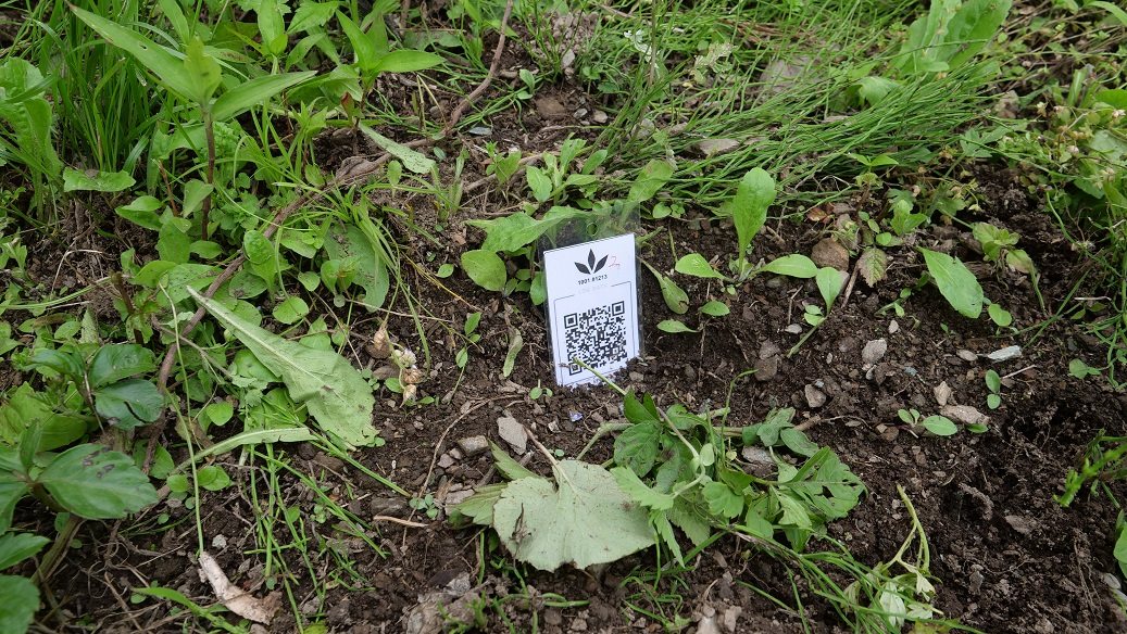 Featured Plant Image