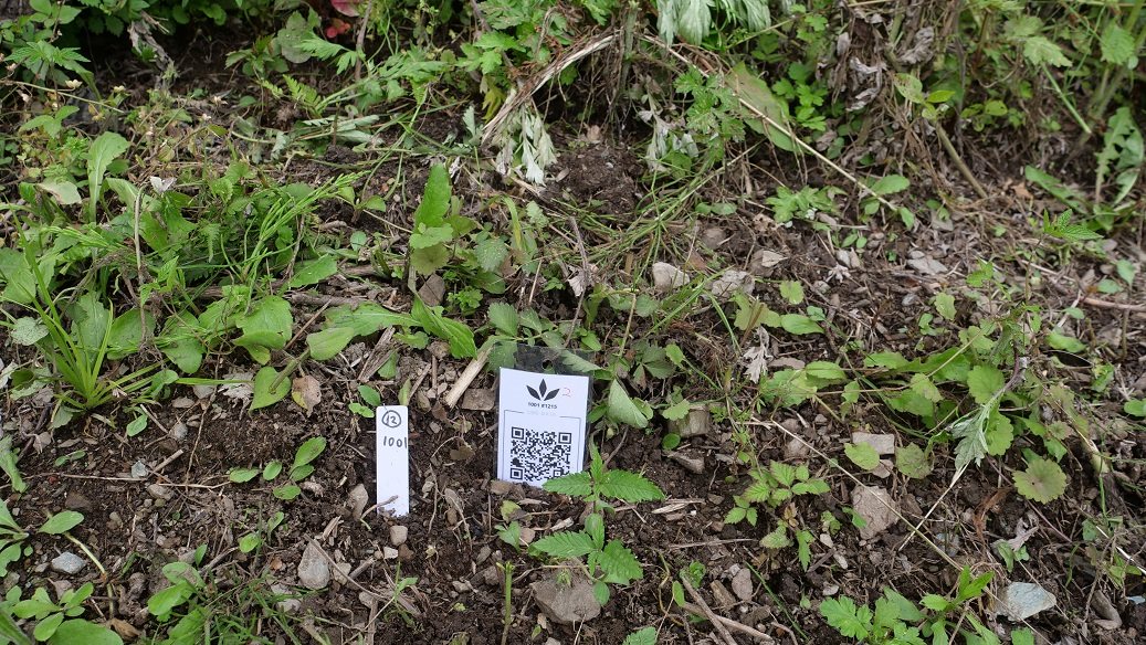 Featured Plant Image