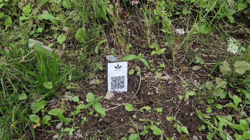 Featured Plant Image