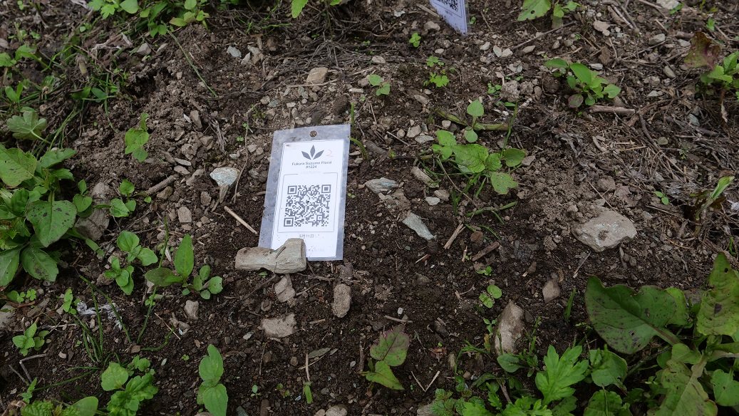 Featured Plant Image