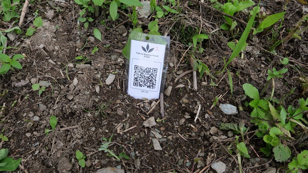 Featured Plant Image