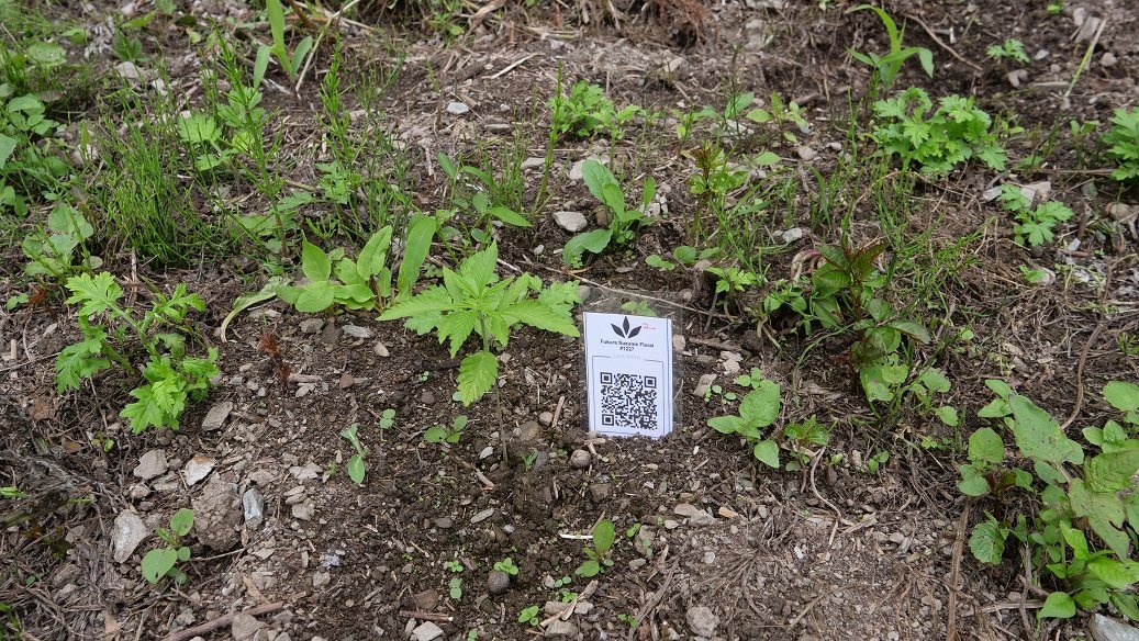 Featured Plant Image