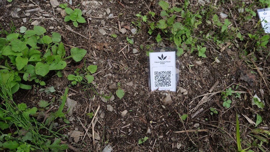 Featured Plant Image