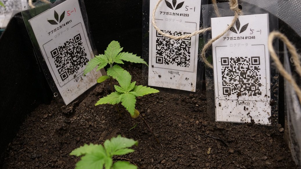 Featured Plant Image