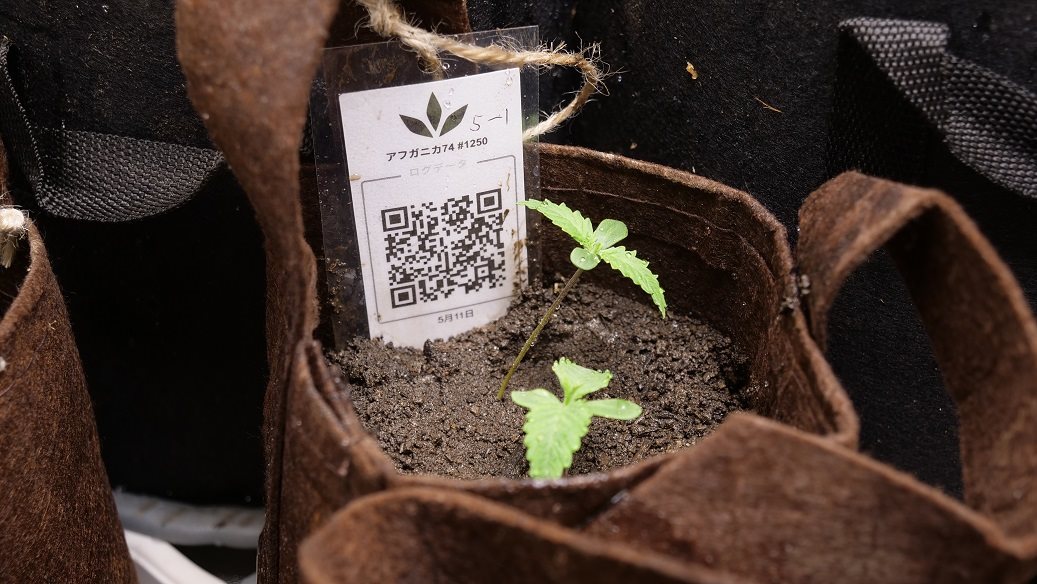 Featured Plant Image