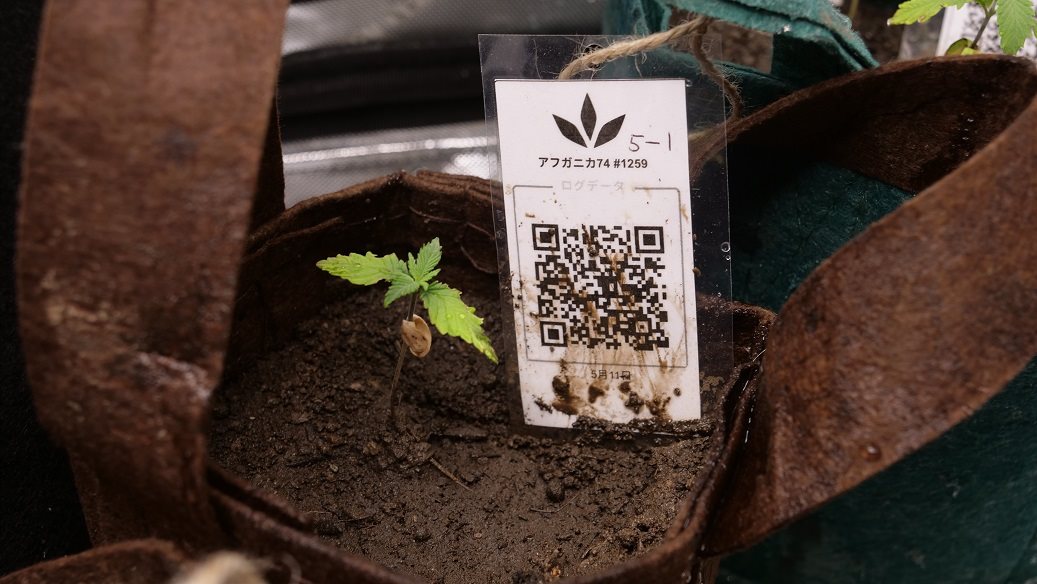 Featured Plant Image