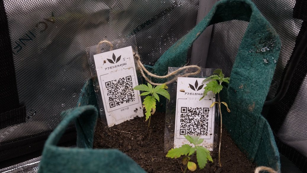 Featured Plant Image