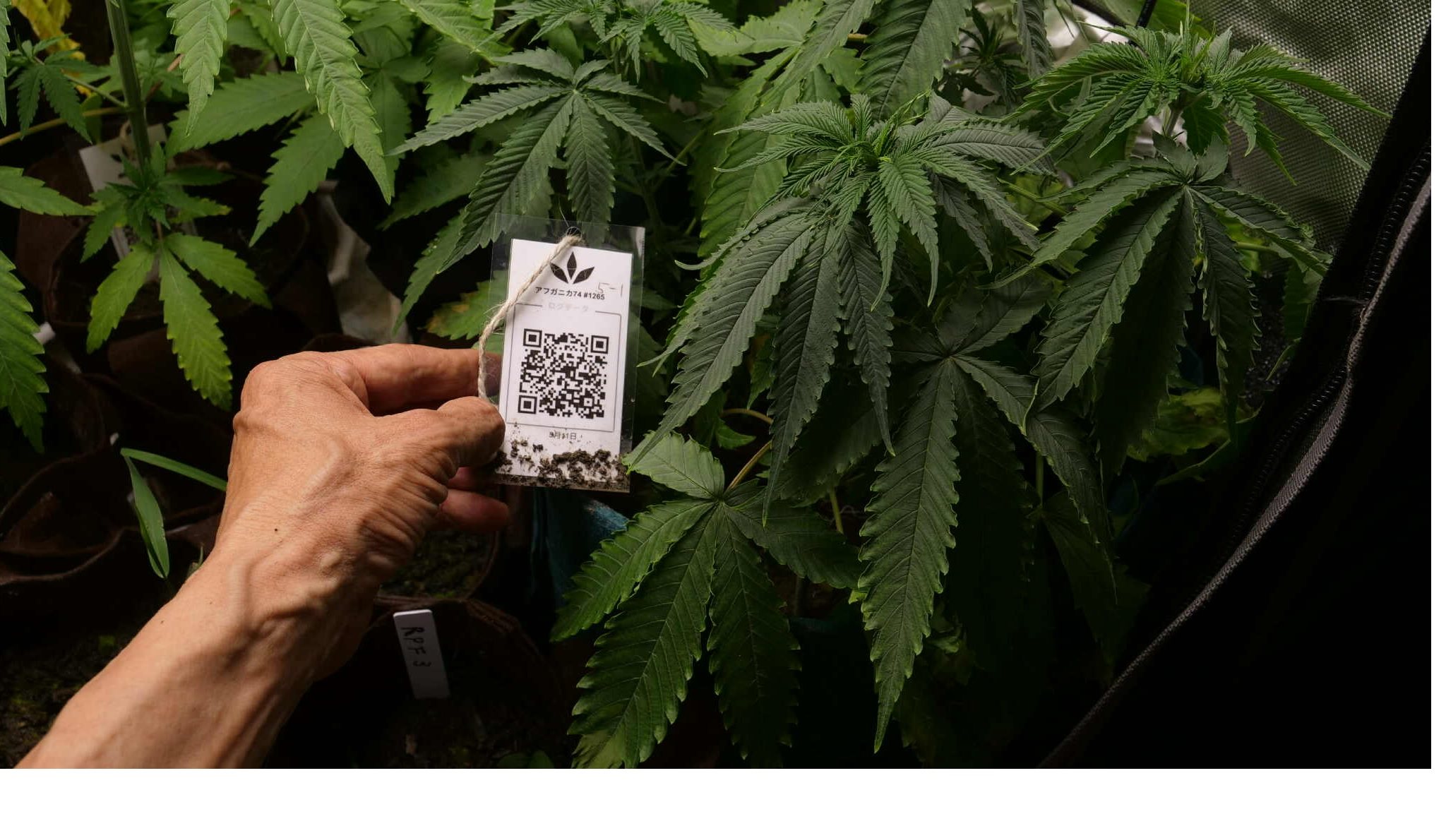 Featured Plant Image