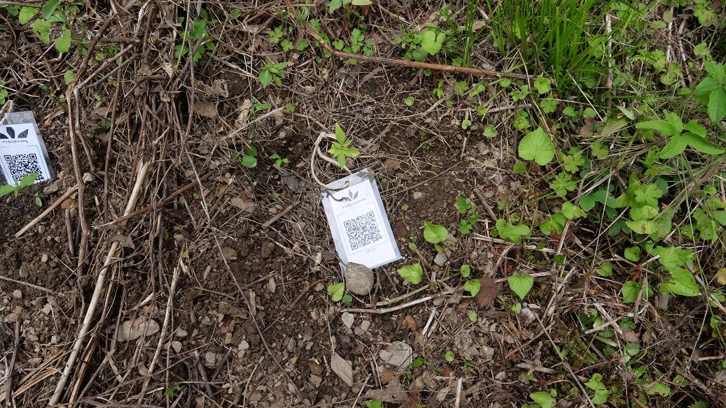 Featured Plant Image