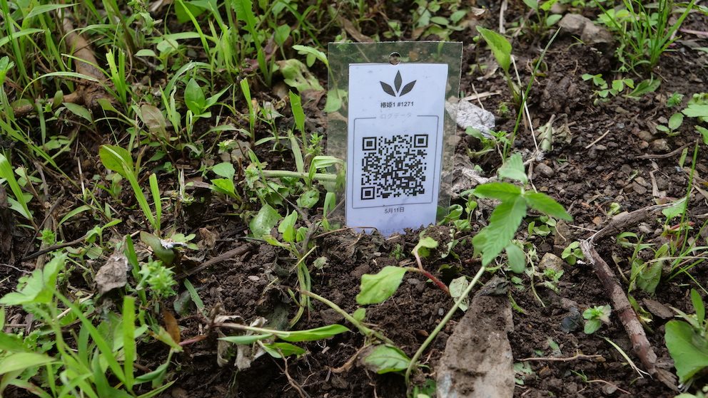 Featured Plant Image